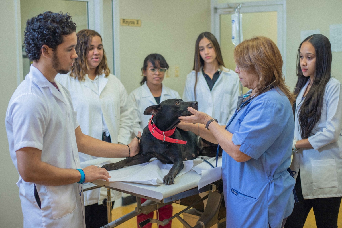 clinica_veterinaria